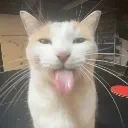 blehhh