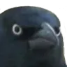crowOfJudgement