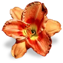 2371flowerorangelily Discord Emoji
