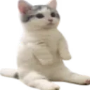 catsittingverycomfortably catsittingverycomfortably