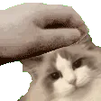 cottonpet