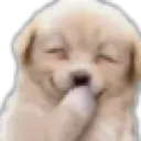 puppygiggle