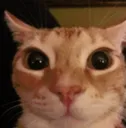 gatodemierda
