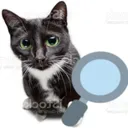 magnifyingglasscat