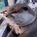 otterwhut