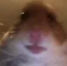 Hamsterstare_kpb