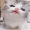 catlick