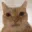 cat_morph