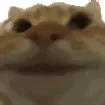 catYEP