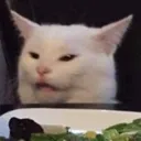 cat_wtf_react