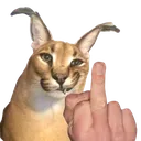 middlefingerflop middlefingerflop