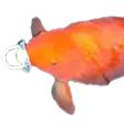 FishBinky