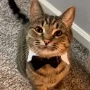 distinguished