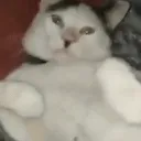 funni_cat Discord Emoji