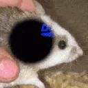 dvdBounce