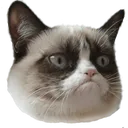Grumpycat Grumpycat Discord Emoji