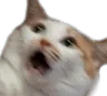 eyoRinRinsoSus