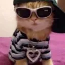 swegkat