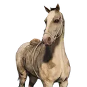 horse2