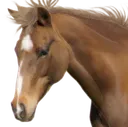 horse3