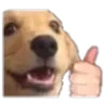 doggolike doggolike