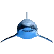 Shark Shark