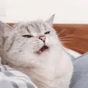 Catannoyed Discord Emoji