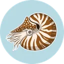 nautilus
