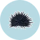 urchin
