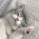 Catwave Catwave Discord Emoji