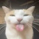 LINGCATsilly