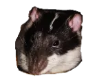 bean