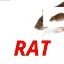 RatRatRatRatRat