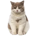 Z Cat Discord Emoji