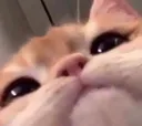 stare