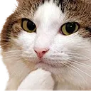 cat_think