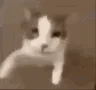 1_catkiss