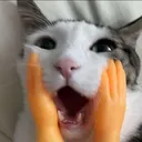 Catshocked catshocked Discord Emoji