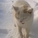 Cat3 cat3 Discord Emoji