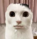 humancat