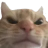 CatAngry
