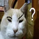 m_gatohuh