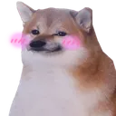 blushshib