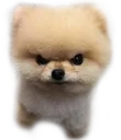 MadDoggo MadDoggo
