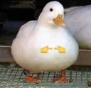 saDuckShy