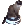 1606roombacat