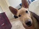 snoop