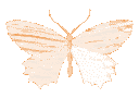 her_butterflylightorange Discord Emoji