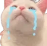 cat_sneef
