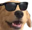 CoolDoggoSunglasses